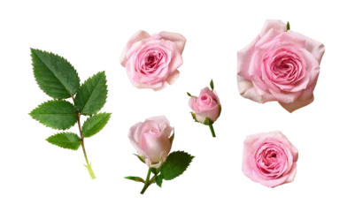 Fotobehang Set of pink rose flowers with green leaves isolated on white or transparent background © Ortis