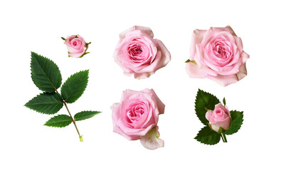 Set of pink rose flowers with green leaves isolated on white or transparent background - 640126665