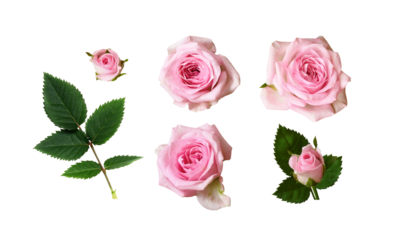 Set of pink rose flowers with green leaves isolated on white or transparent background