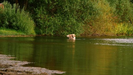Golden Labrador Retriever dog playing and splashing in water
