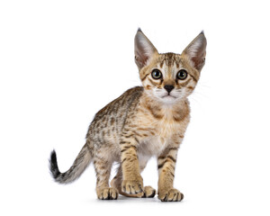 Fototapeta premium Cute brown spotted F5 Savannah cat kitten, standing up facing front. looking straight to camera. isolated on a white background.