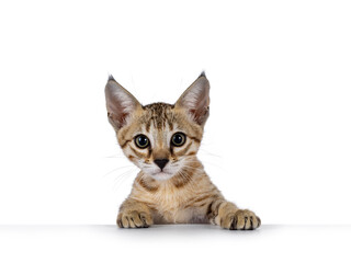 Head shot of cute brown spotted F5 Savannah cat kitten, peeping over edge. looking towards camera. isolated on a white background.