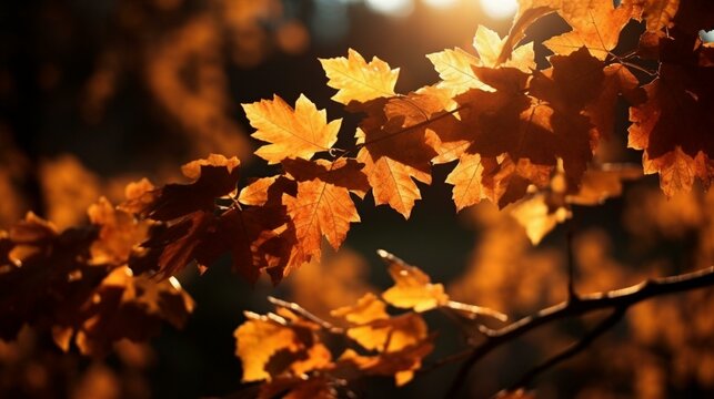 Sunlit Farewell Lively Leaves Falling under Setting Sun