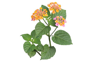 yellow and pink west Indian Lantana camara flower isolated transparent background png
