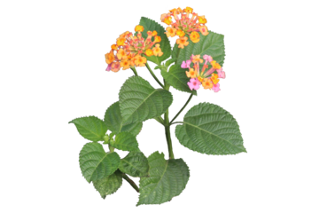yellow and pink west Indian Lantana camara flower isolated transparent background png