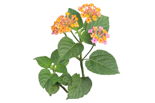yellow and pink west Indian Lantana camara flower isolated transparent background png