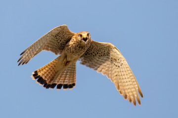 Common Kestrel, Falco tinnunculus, little bird of prey