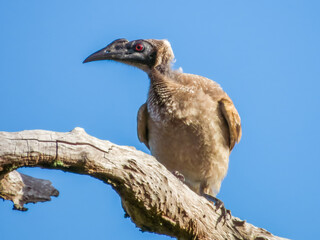 Helmeted Friarbird in Queensland Australia