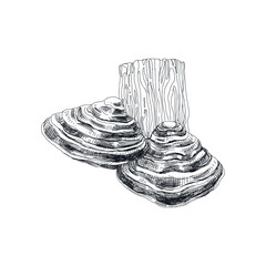 Vector hand drawn chaga mushrooms vintage sketch illustration.