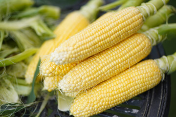 たくさんのとうもろこし
