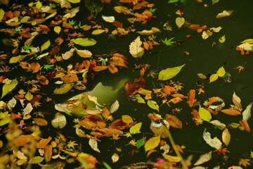 autumn leaves in the water