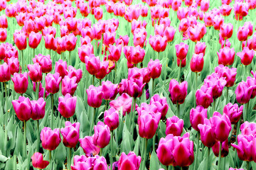 Blure delicate carpet picture of pink tulips in the park, plantation