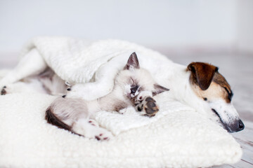 Plakat Dog and cat sleeping together
