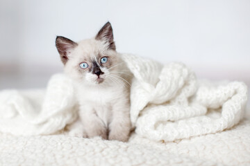 Kitten on gray knitted blanket