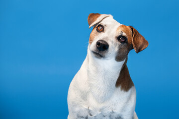 Portrait of a dog on a blue background