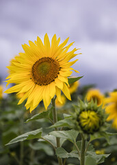Obraz premium Sunflowers In A Field In Launton, Oxfordshire