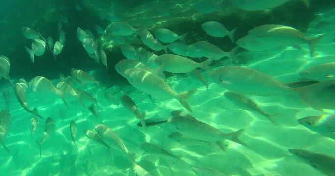 Close-up view of a school of gilt-head bream in shallow water passing by and heading to a reef, La Favi&egrave;re, Bormes-les-Mimosas, France