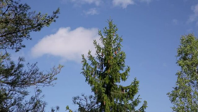 Wolken ziehen langsam &uuml;ber die Baumkrone von B&auml;umen - Kiefer Tanne Birke