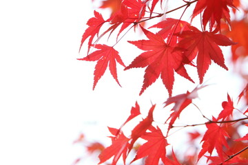 かえでの紅葉のクローズアップ　白背景