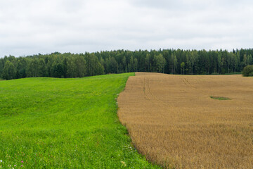 A contrasted field. Grazing and the cereal field meet. Cultivated Diversity: Green Pasture and Golden Crops Intertwined. Agricultural Symphony: Contrasting Greens and Golds in the Landscape.