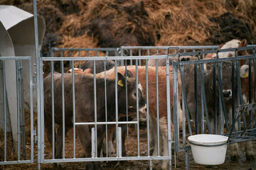 A single brown cow in a yard on a farm. Alpine cow in Switzerland farm