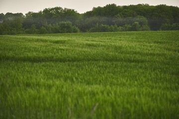 rural setting reflects the connection between nature and agriculture. green field stretches into the distance, forming the backdrop of the photo. vibrant green field in spring