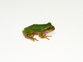 Tree frog that comes out of the water and makes a sound when it rains
