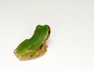 Tree frog that comes out of the water and makes a sound when it rains
