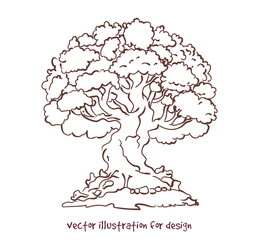 a drawn sketch of the old big tree
