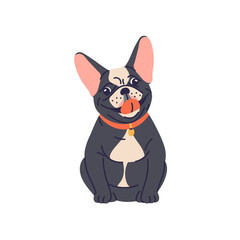 Cute dog of French bulldog breed. Funny adorable puppy. Happy joyful doggy sitting in collar. Lovely joyous smiling pup with tongue out. Flat vector illustration isolated on white background