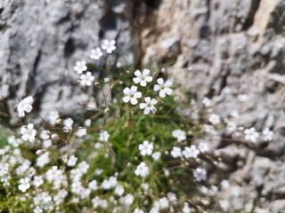 white flowers