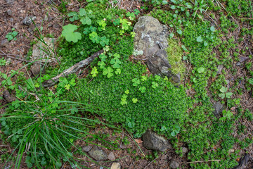 Forest flora with cloves, moss carpet and grass, forest texture backdrop