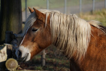 Beautiful brown horse with long hair 