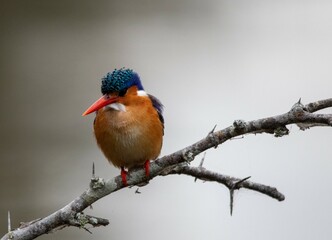 Malachite kingfisher isolated perched on a branch