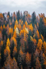 Foto op Plexiglas Dolomieten Autumn leaves in mountain landscape in The Dolomites South Tyrol Italy
