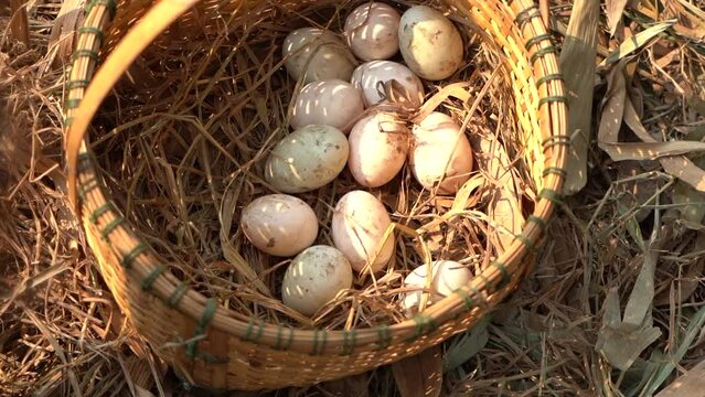 duck eggs in a basket