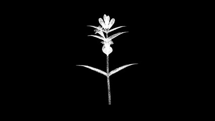 3D Flower on black bg. Nature concept. Business advertising backdrop. For title, text, presentation. 3d animation.