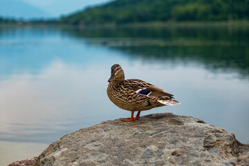 Close-up of a mallard on a rock