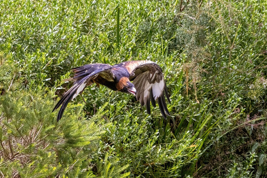 Black breasted buzzard, Hamirostra melanosternon, in flight against green foliage background. A large raptor endemic to Australia.