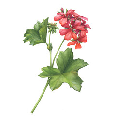 Red flower of garden plant geranium (also known as Pelargonium zonale, zonal geranium, storksbills). Watercolor hand drawn painting illustration isolated on a white background. - 640143272