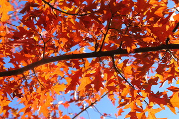 Autumn leaves. - 640144245