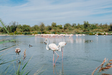 Fototapeta premium Pink flamingos in the regional park of the Camargue, the largest population of flamingos in Europe.
