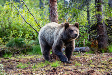 Fototapeta premium brown bear in the woods