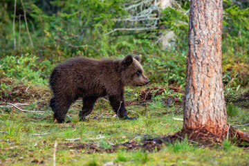 brown bear cub © Artem