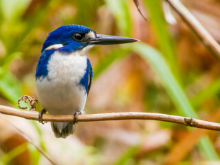 Little Kingfisher in Queensland Australia