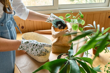 Woman's hands repotting Staghorn fern (Platycerium bifurcatum), pouring soil for plant in the pot,...
