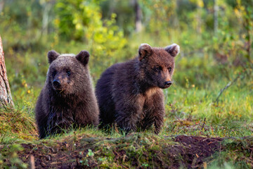 Obraz premium brown bear in the forest