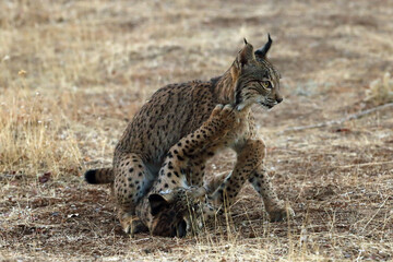 The Iberian lynx (Lynx pardinus), kittens playing. Young lynxes play on the yellow autumn grass.