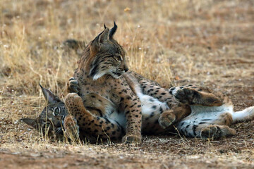 The Iberian lynx (Lynx pardinus), kittens playing. Young lynxes play on the yellow autumn grass.