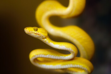 Corallus hortulana or Corallus enydris, a young snake on a tree with a black background. Young boa snake on a branch.Tree boa on a green branch.Colorful tree snake on a dark background.